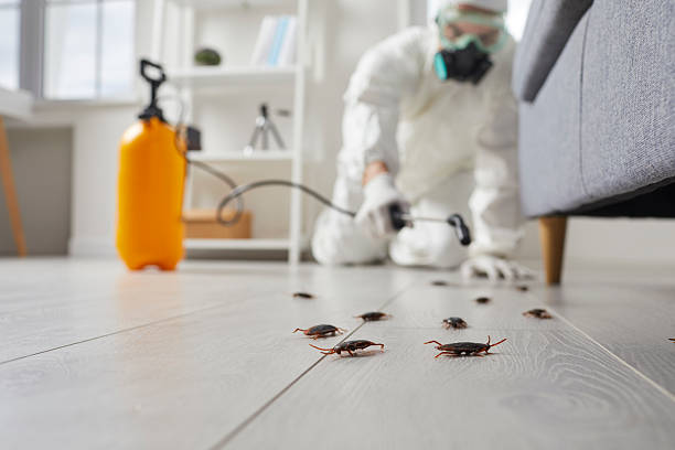 Post-Treatment Bed Bug Interceptor Monitoring in Waynesville